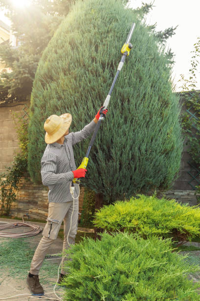 Best Arborist Consultation Services  in Bell Nyon, CA